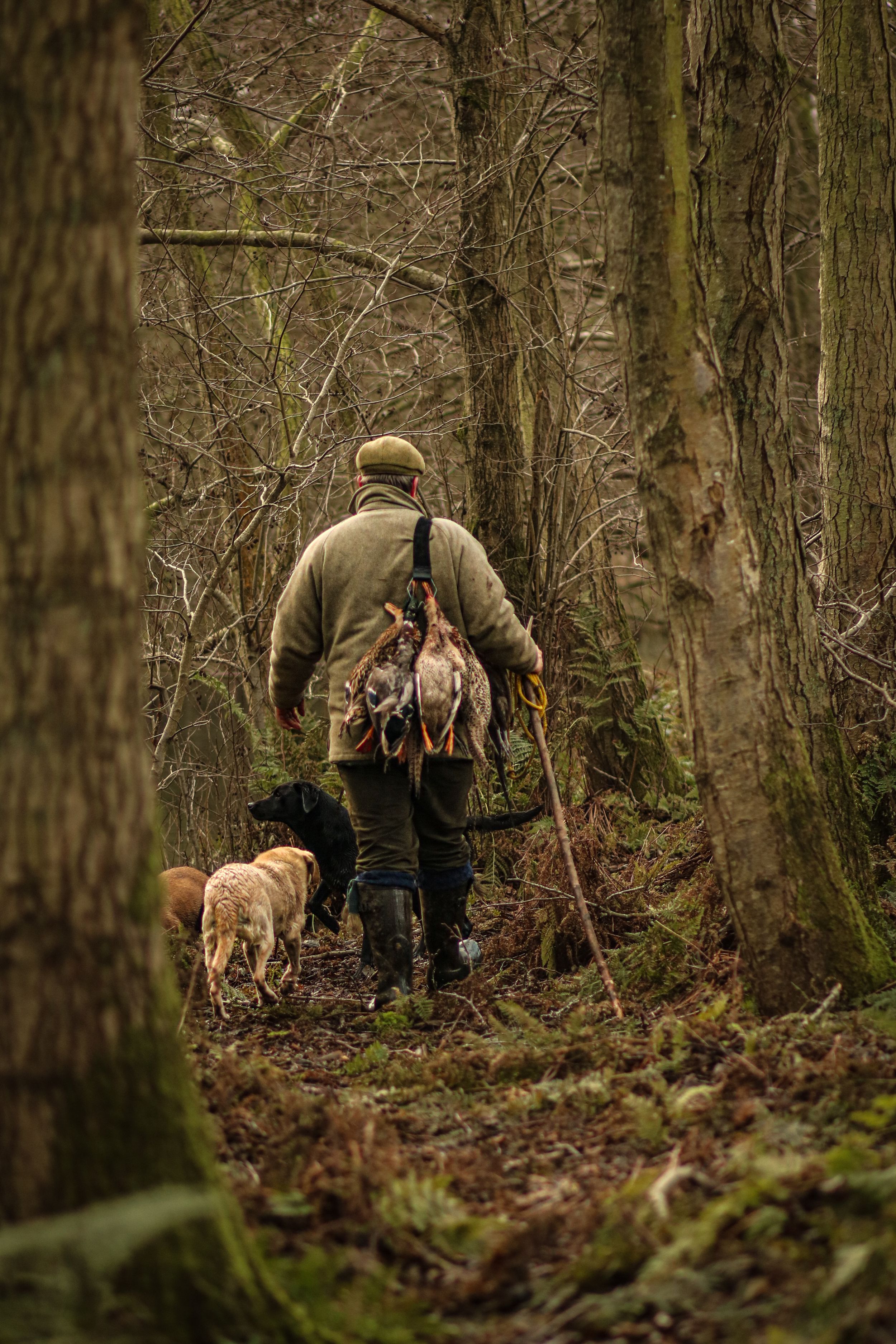 A hunter walks through autumn woodland with two gun dogs and harvested game birds.