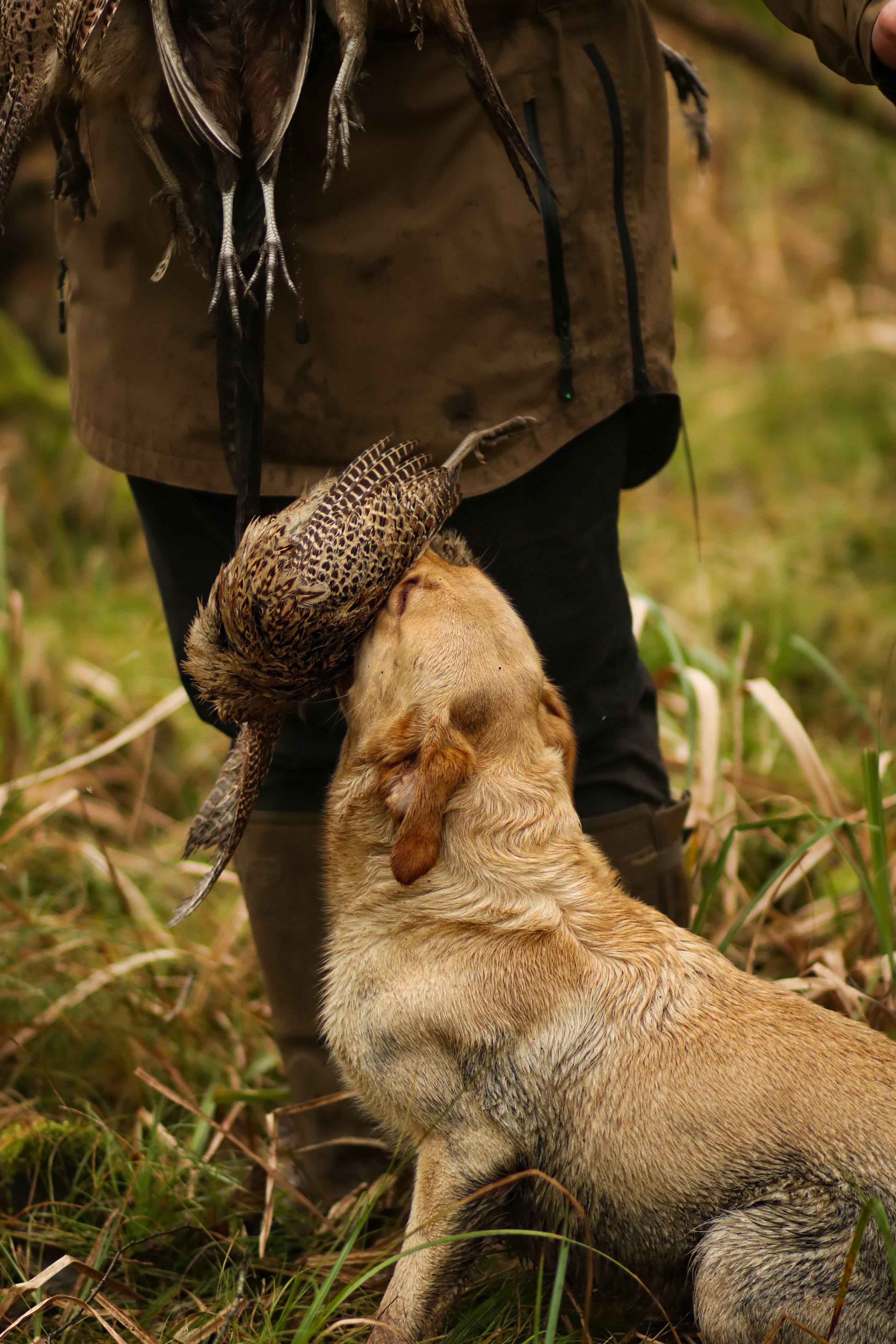 Labrador delivers game to handler