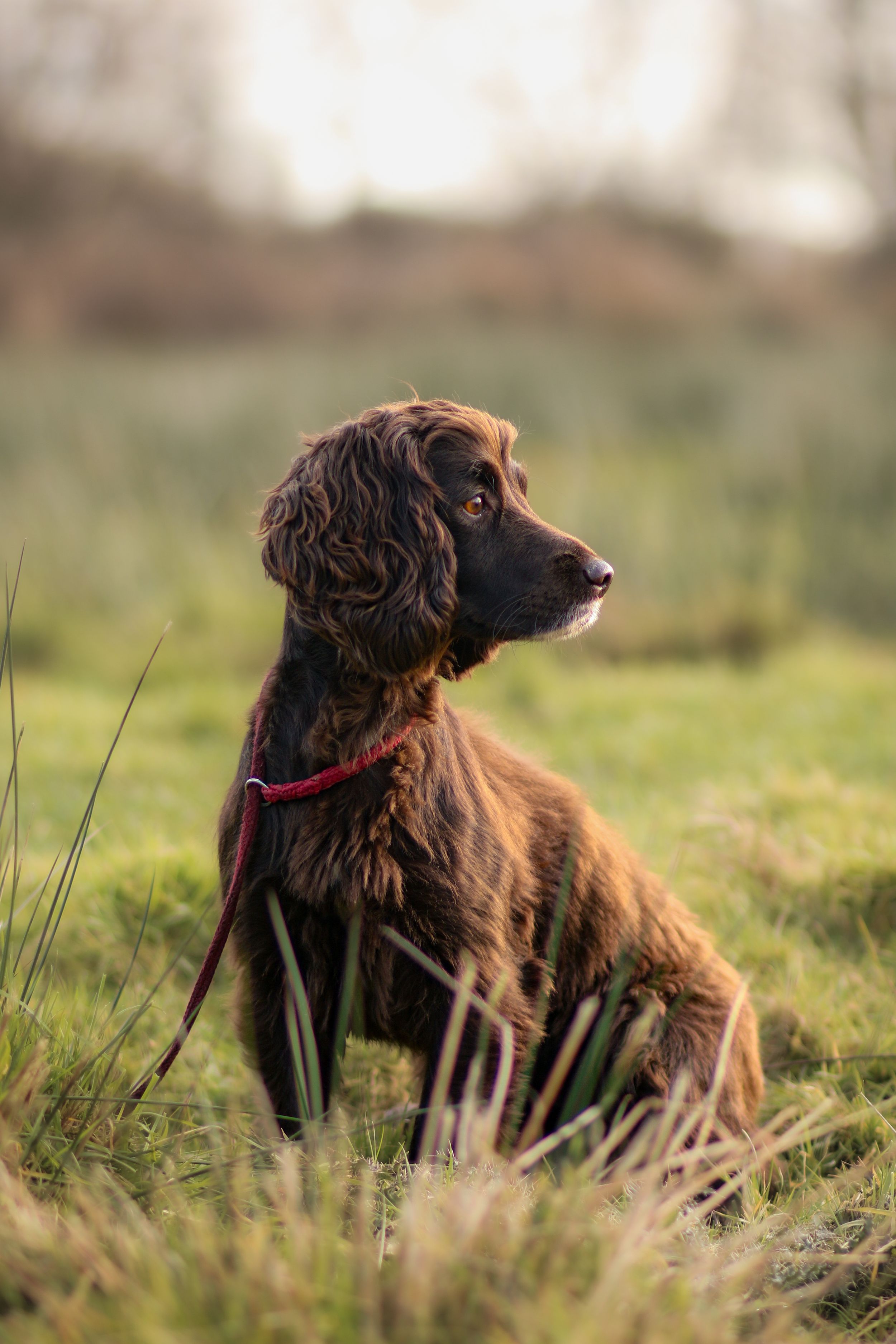 A cocker spaniel wearing a red lead sitting attentively in a grassy field at sunset.