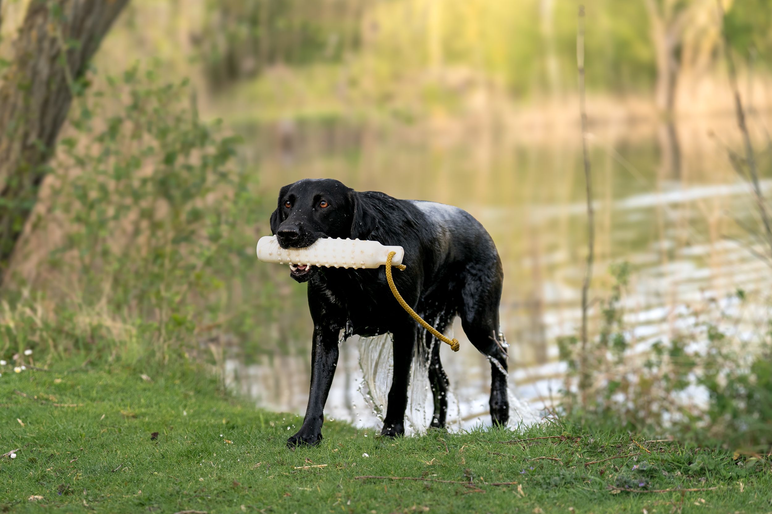 Wet black Labrador standing by a lakeside holding a white training dummy in its mouth.