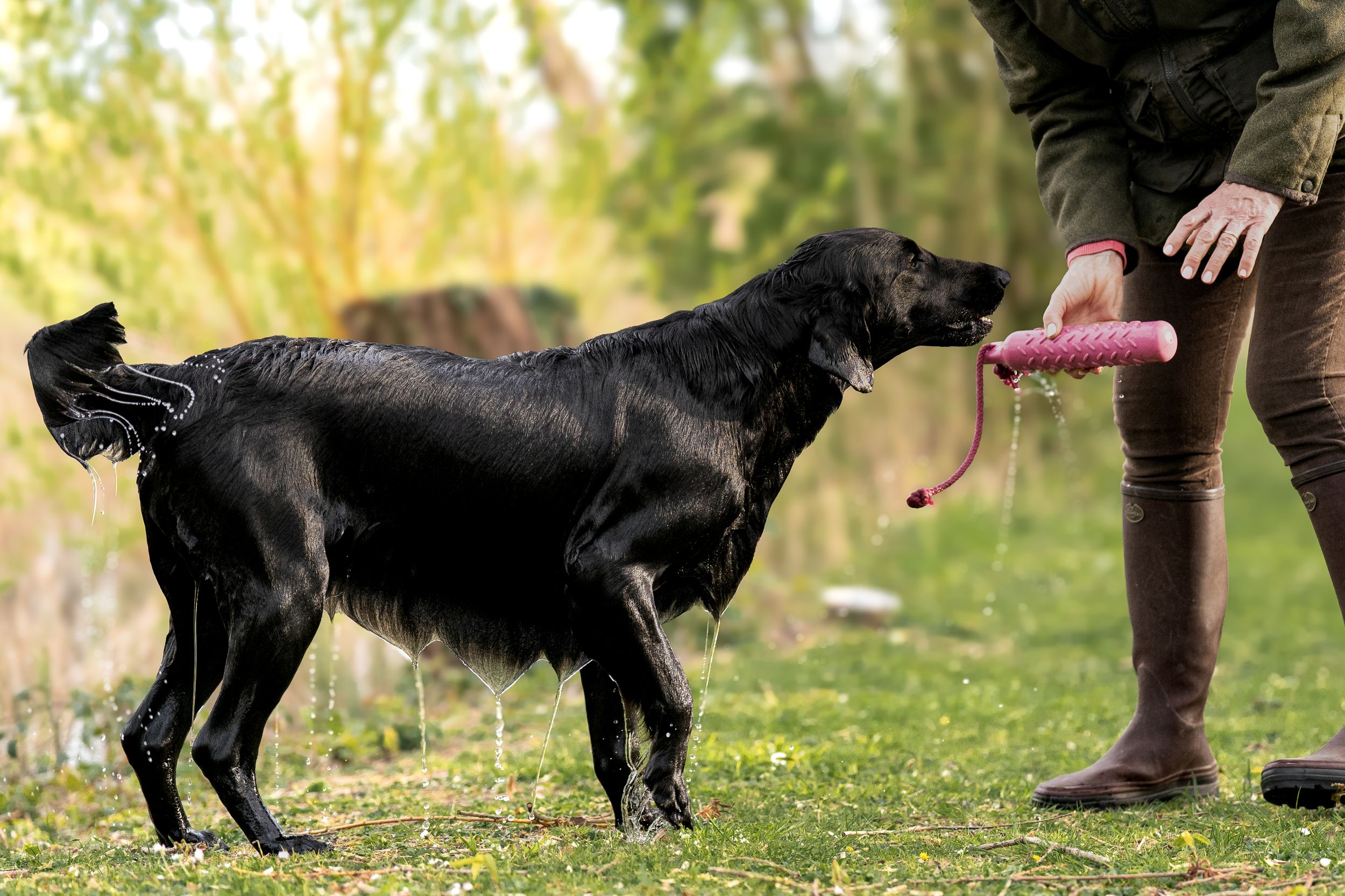 A wet retriever delivers a pink training dummy to its handler during gundog training.