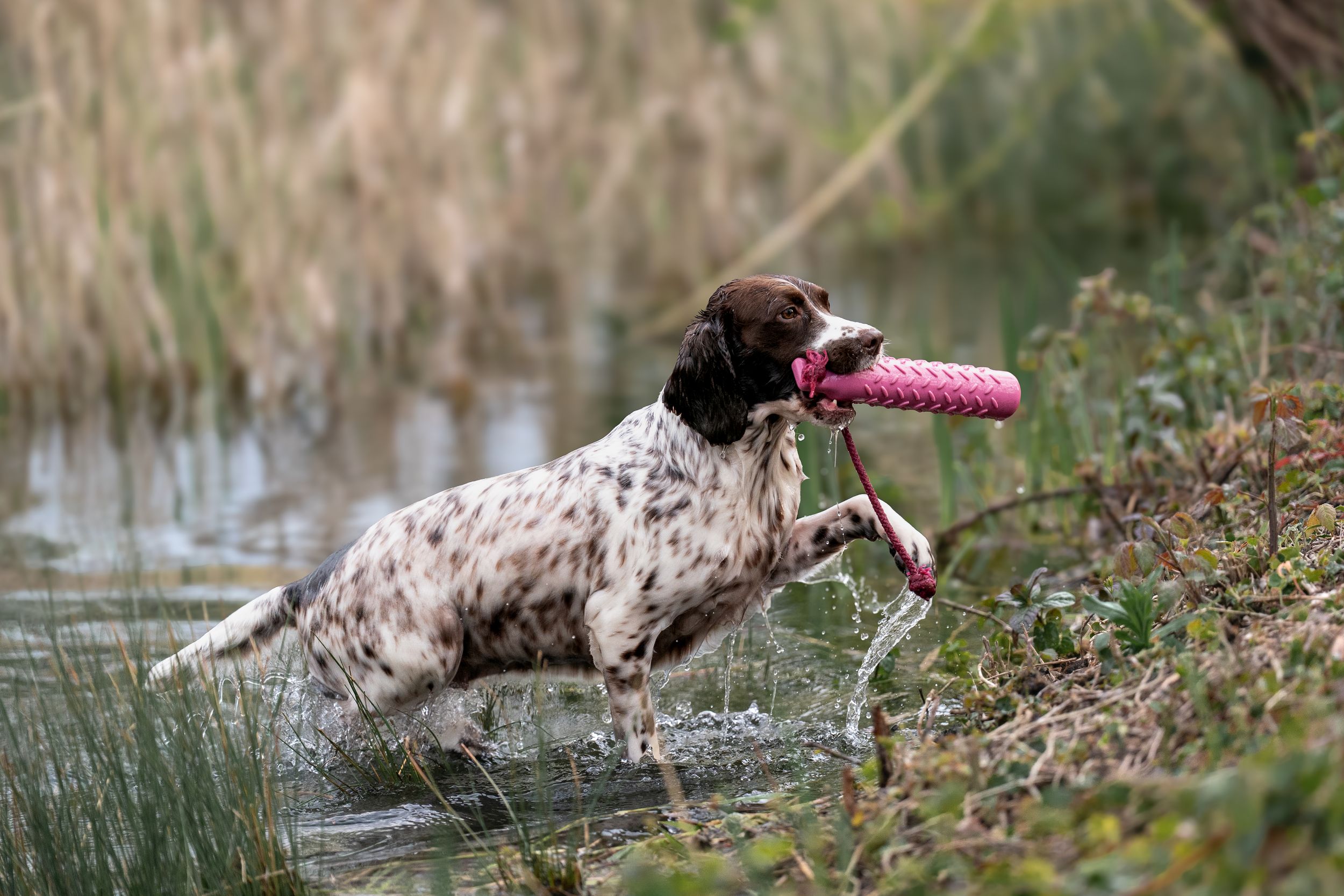 A spaniel retrieves a pink dummy from a shallow marsh during a gundog training session.