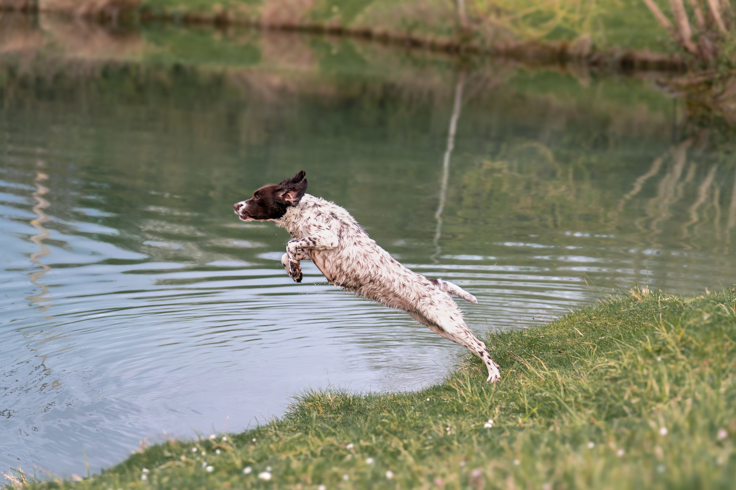 Spaniel leaping into a calm green lake during a retrieve training exercise outdoors.