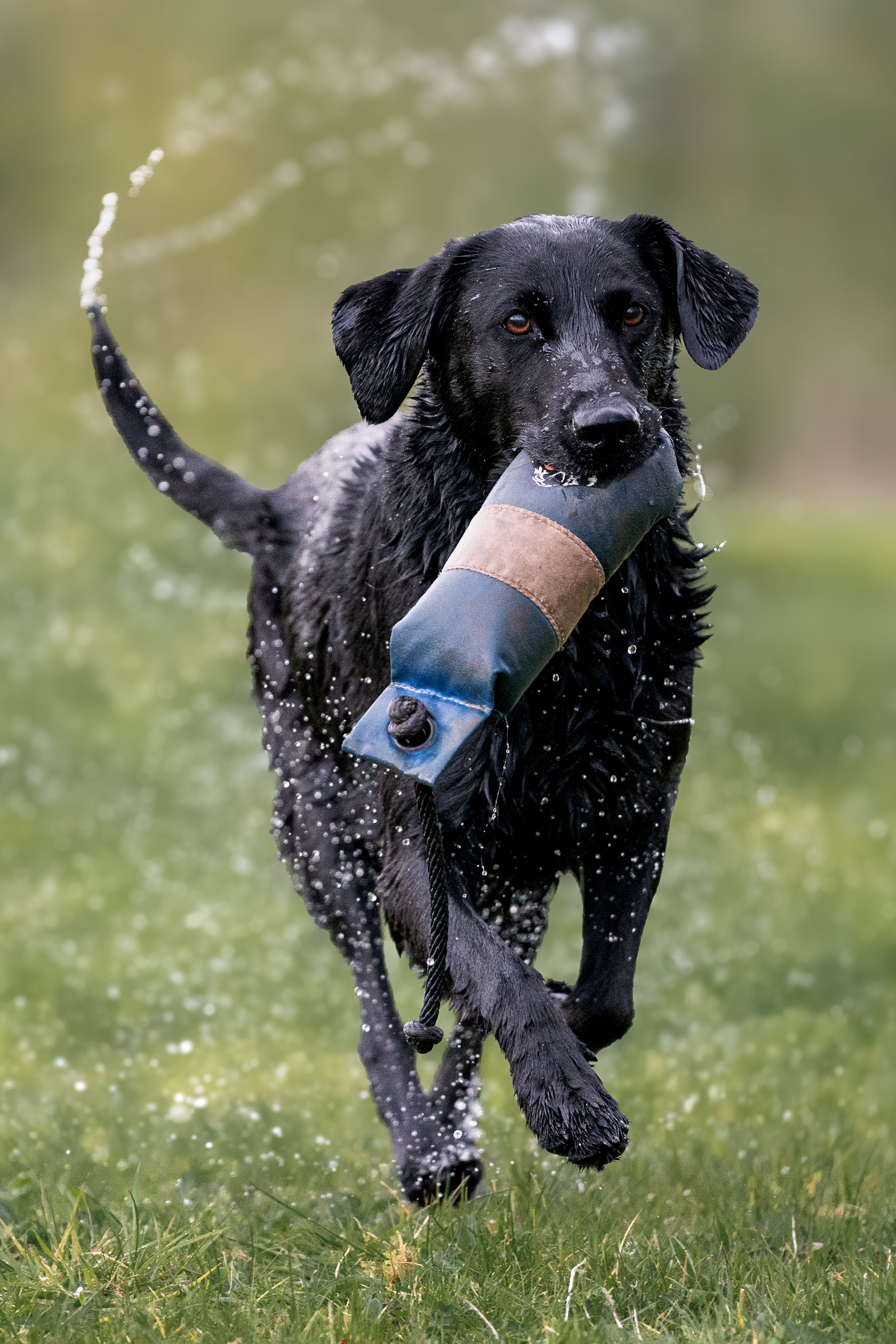 Wet black Labrador running on grass carrying a training dummy, water droplets spraying around it.