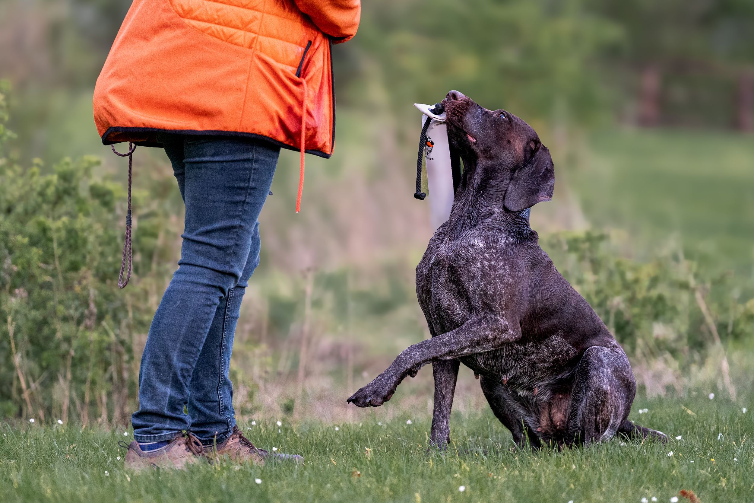 A GWP sits attentively before a handler in an orange jacket during gundog training.