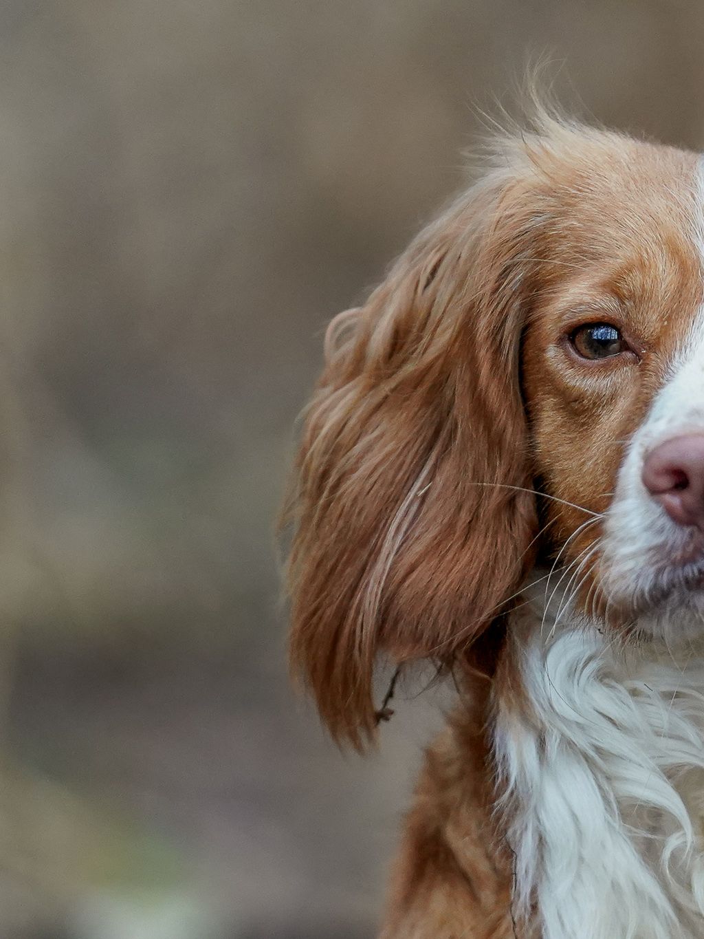 Close-up portrait of a golden Cocker spaniel dog with soft floppy ears against a blurred background.
