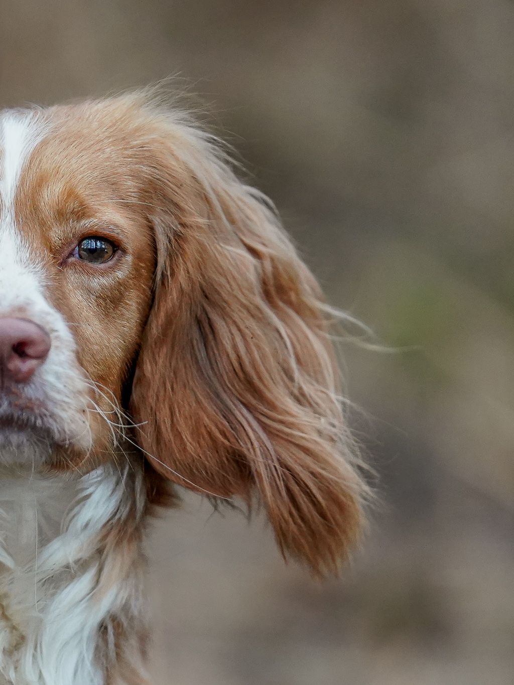 Close-up portrait of a golden Cocker spaniel dog with soft floppy ears against a blurred background.