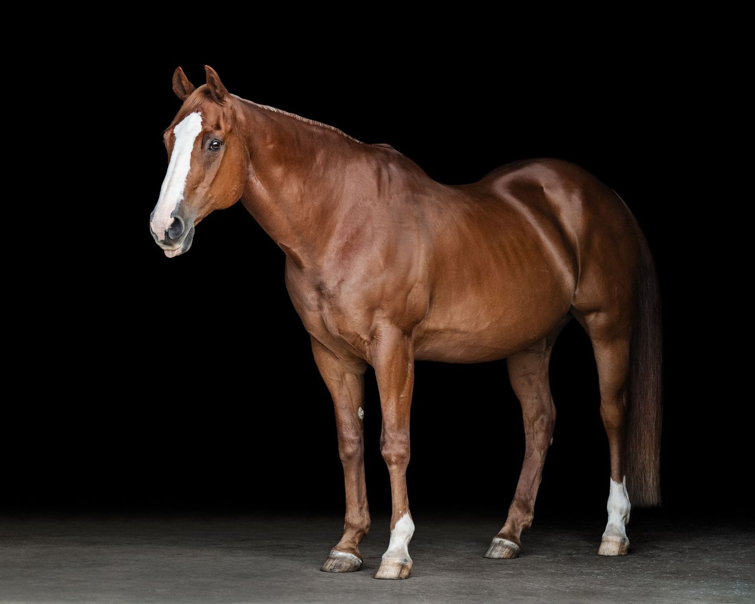 Chestnut horse with blaze and two socks, sticking tongue out, full body black background portrait.