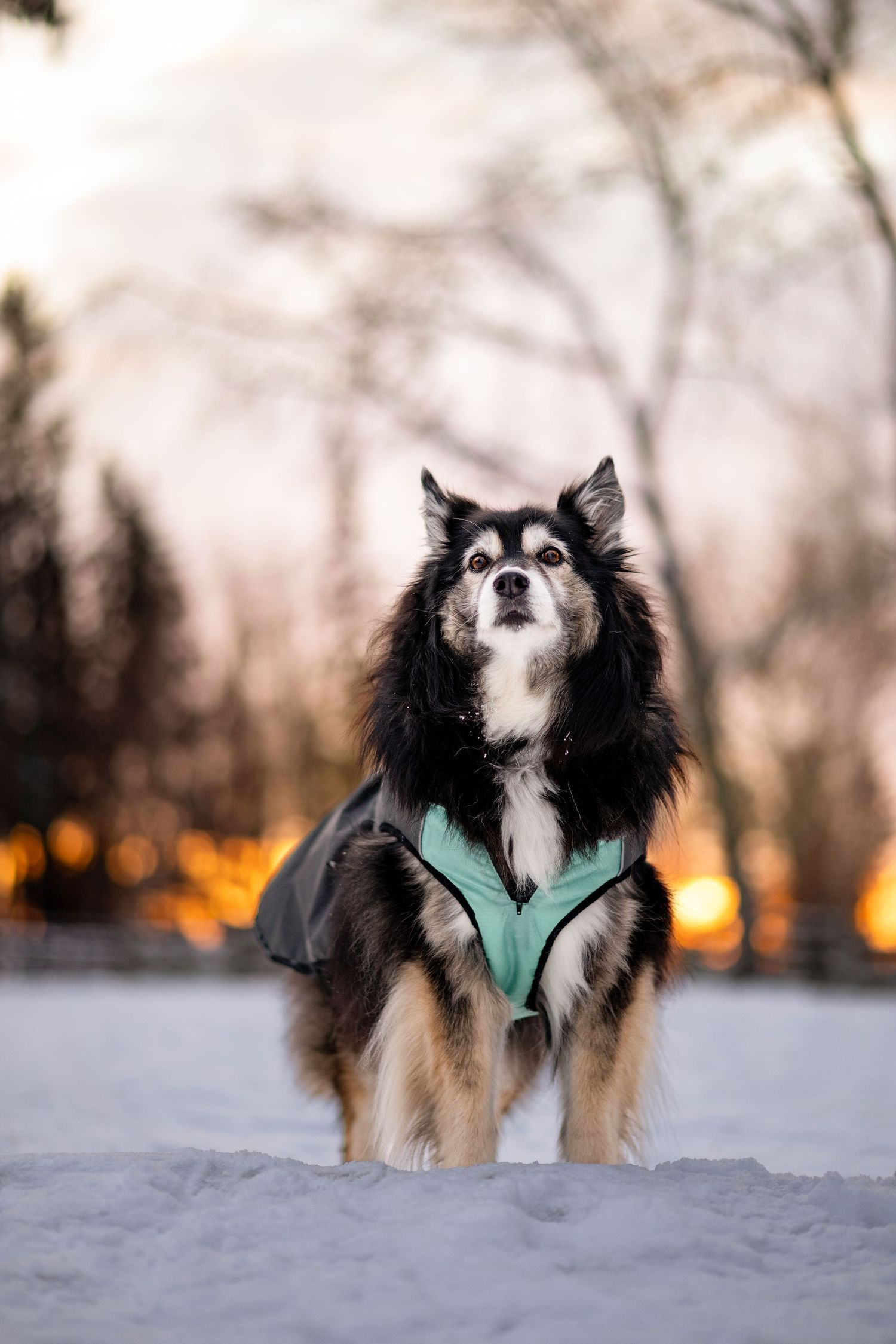 A fluffy dog wearing a teal harness and gray coat stands in snow at sunset with blurred trees in background.