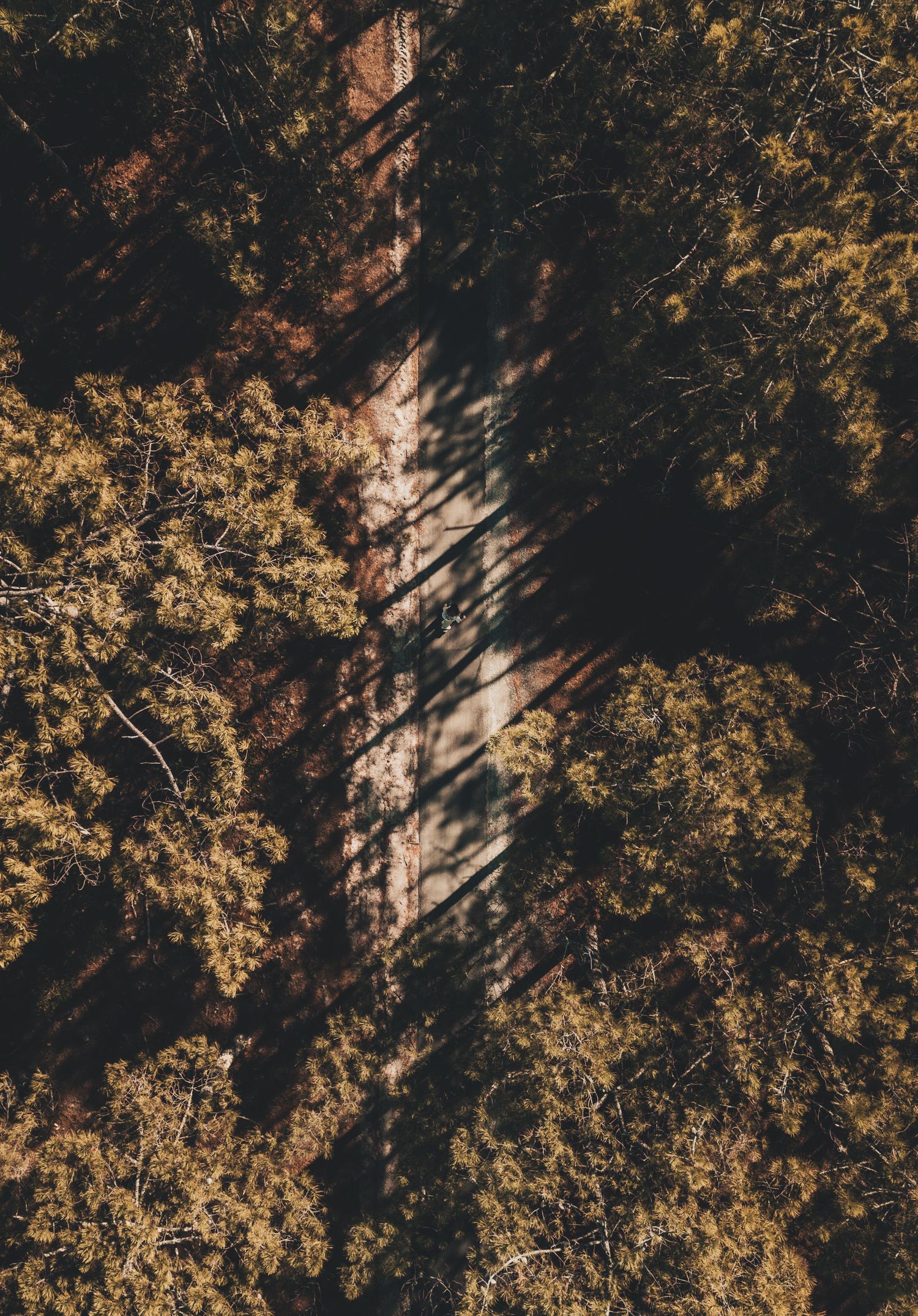 Photo drone en forêt