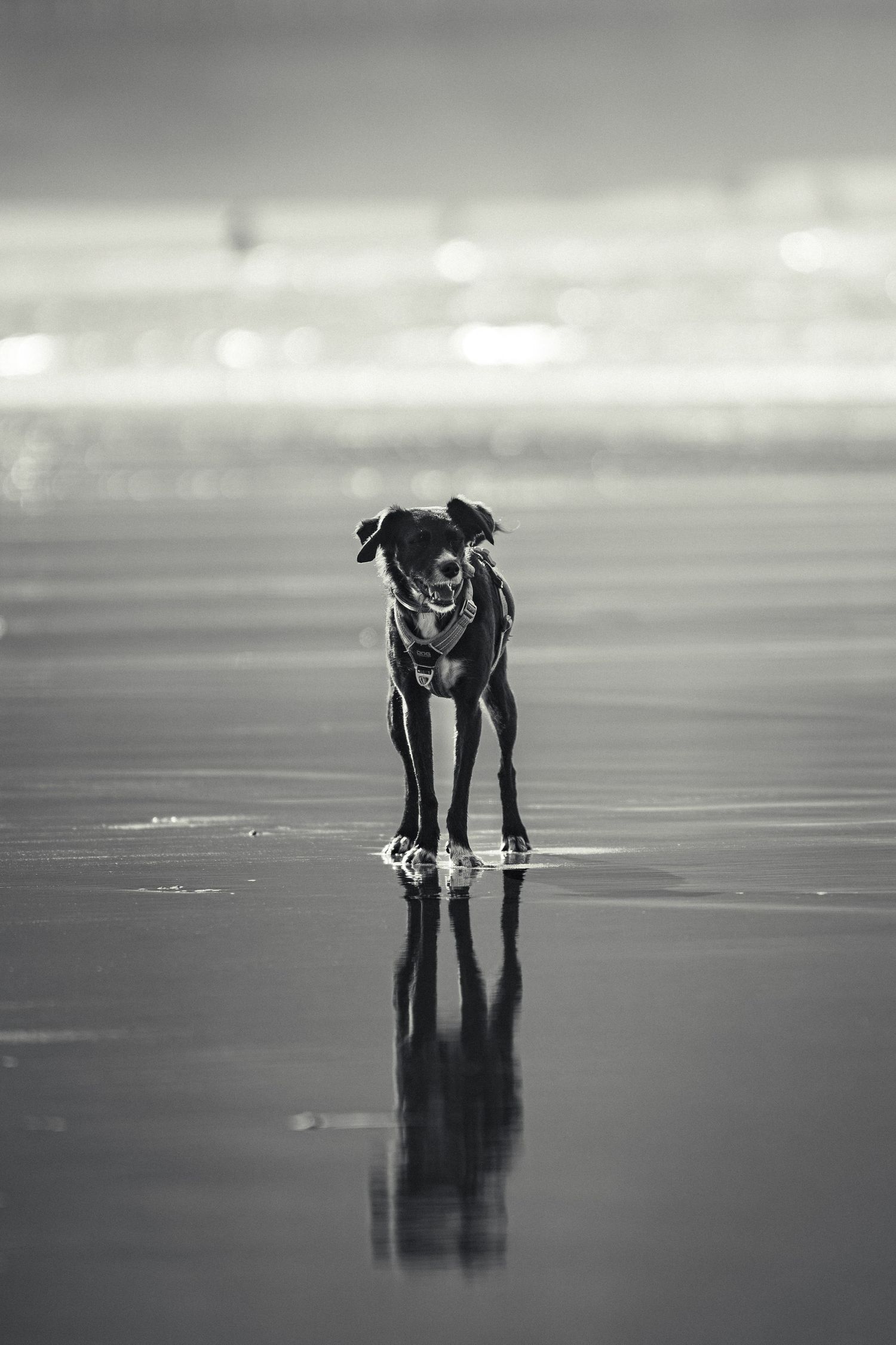 Foto en playa de perro