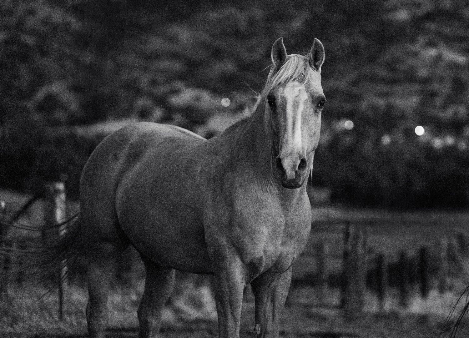 Black and white photo of a lone horse standing in a fenced pasture with blurred trees in the background.