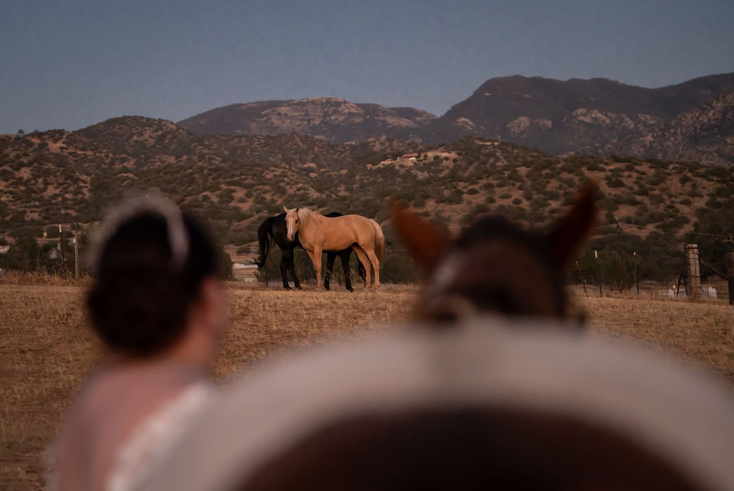 Horses grazing in a dry field with mountains in the background, viewed from behind another horse.