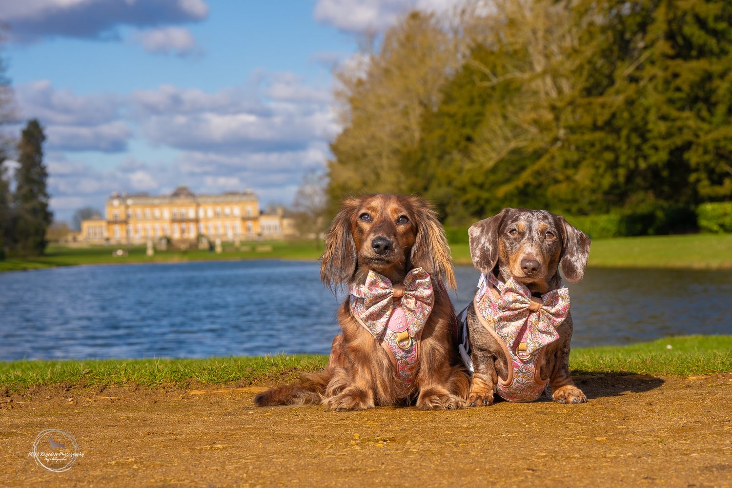 Tilly and Heidi dachshund puppies wearing colorful harnesses pose together on a bench in an outdoor garden setting at wrest park