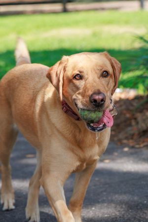 Happy yellow Labrador mix dog smiling at camera during outdoor adoption event.