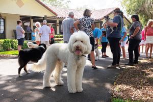 White fluffy dogs and attendees gathering at outdoor community event.