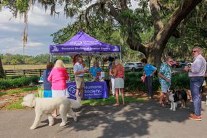 A row of white dogs and their handlers at an outdoor event under trees and tents.