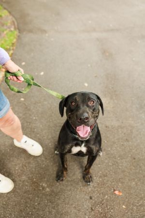 Happy black and white dog with tongue out being walked on leash.
