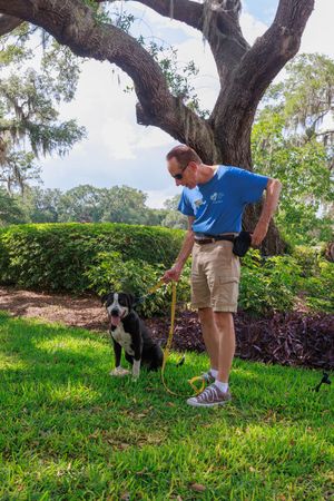 Several black dogs explore a grassy area under large oak trees in a garden setting.