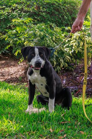 Black and white spotted dog playing in green grass.