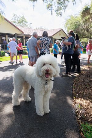 Several white poodles walking on a path at an outdoor gathering with people in the background.
