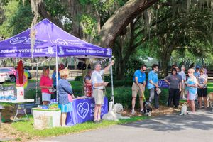 A row of outdoor vendor booths and tents set up under large oak trees draped with Spanish moss during a community event.