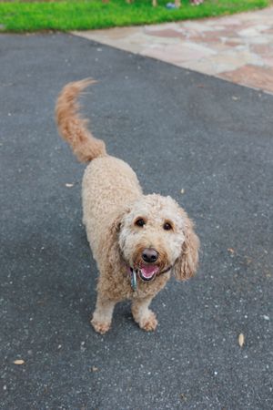 Happy fluffy white dog running and playing on a paved path outdoors.