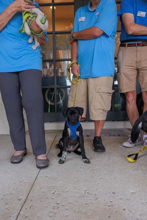 A row of dogs and their handlers stand in blue uniforms against a concrete wall.