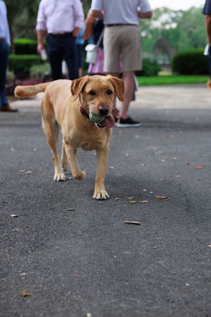 A tan Labrador mix dog walks on a paved path during an outdoor event.