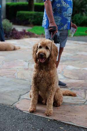Happy goldendoodle dog sitting on stone patio during outdoor event.