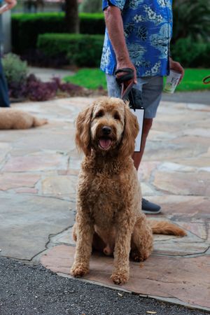 Happy brown goldendoodle dog sitting on stone patio.