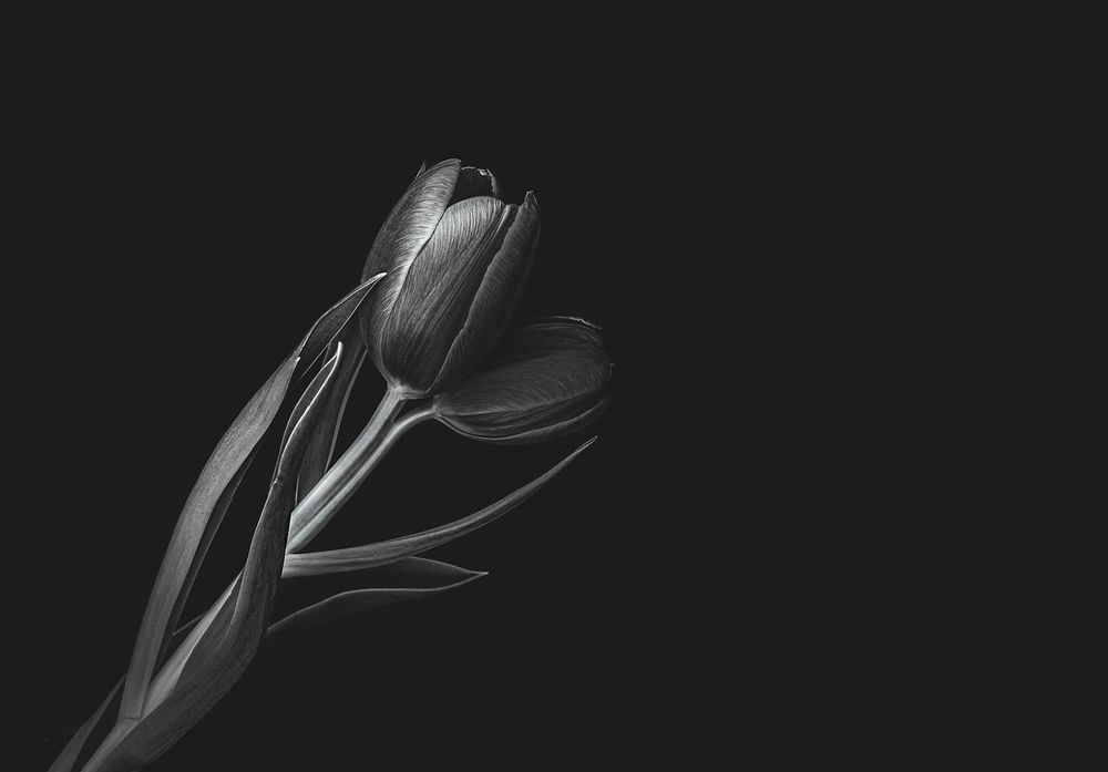 Minimalist black and white fine art photograph of a single tulip against a dark background.