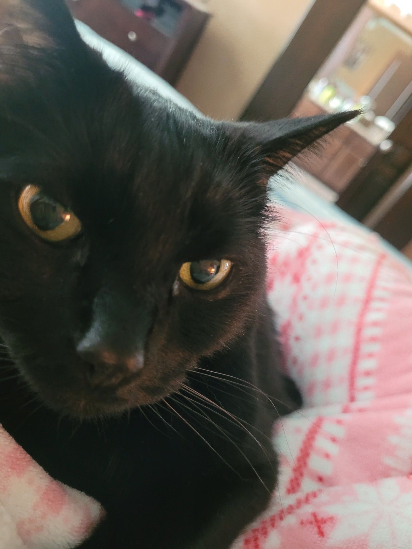Close-up of a black cat with golden eyes resting on a pink blanket.