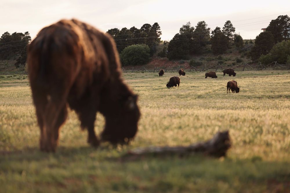 Herd of bison grazing in open grassland during golden hour.