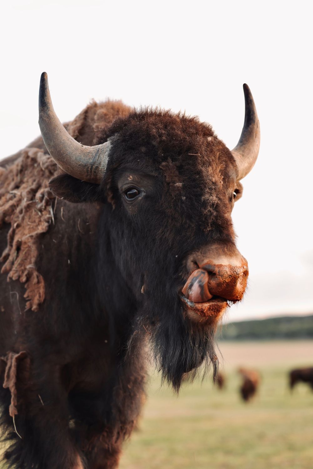 Close-up portrait of American bison with distinctive horns against blurred background.