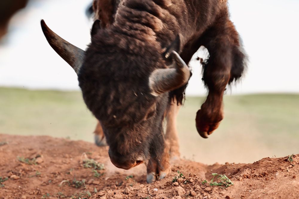 A close-up view of a bison's face and fur in natural lighting.