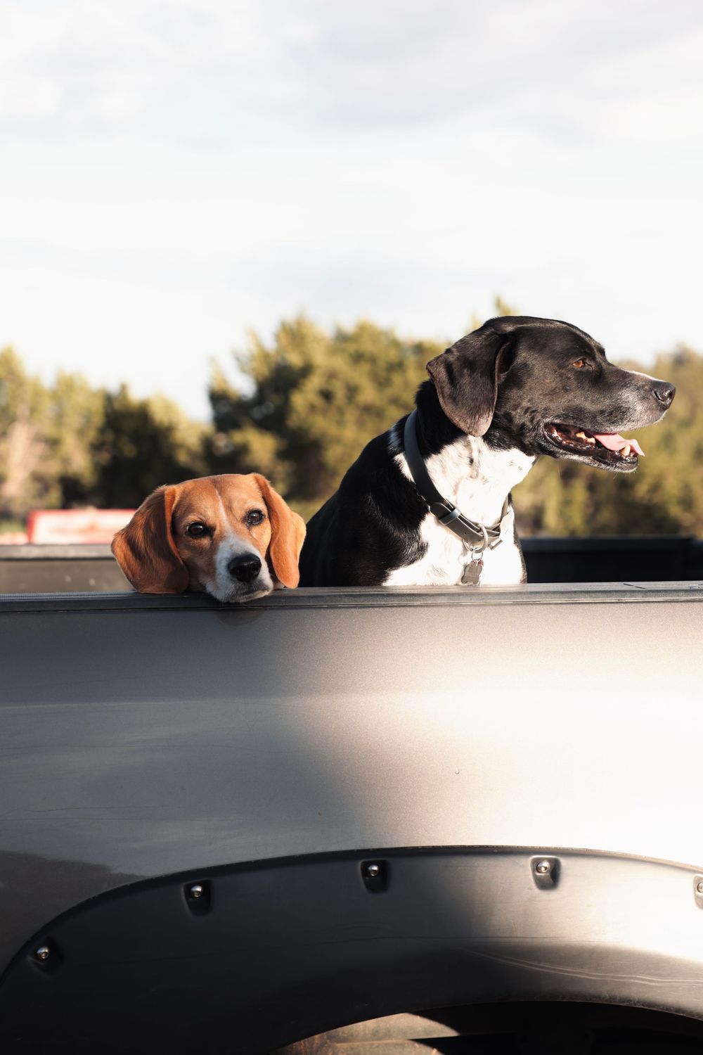 Dogs peeking over the edge of a dark surface in sunlight.