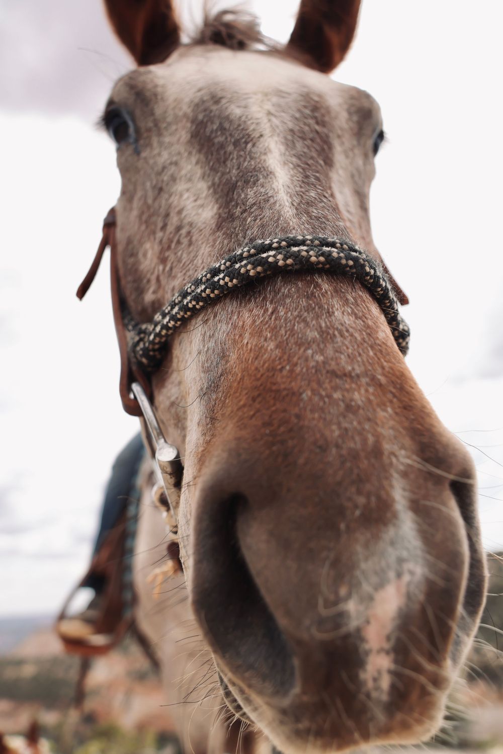 Extreme close-up of a horse's face showing detailed features and bridle.