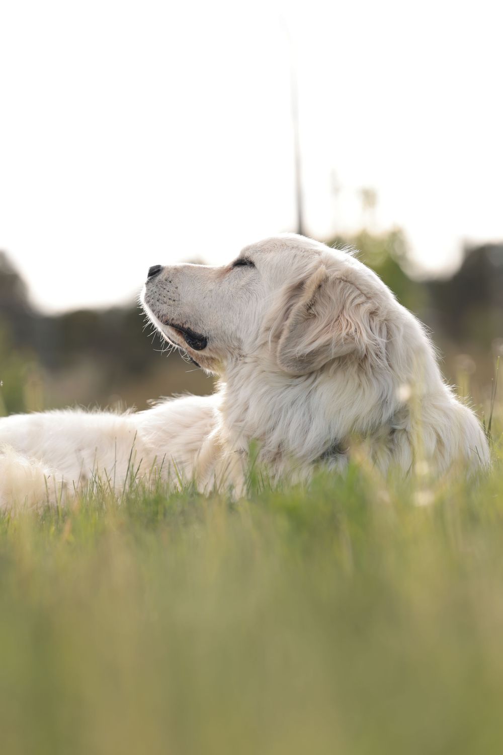 A white dog rests serenely in tall grass during golden hour.