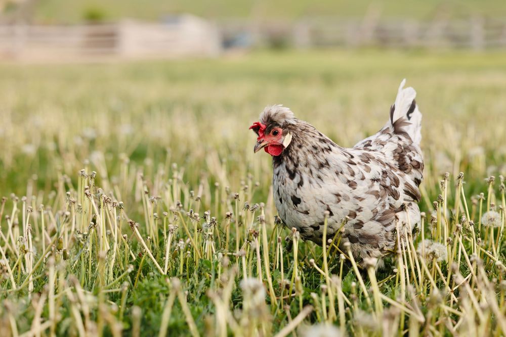 A speckled white chicken with red comb forages in tall grass on a sunny day.
