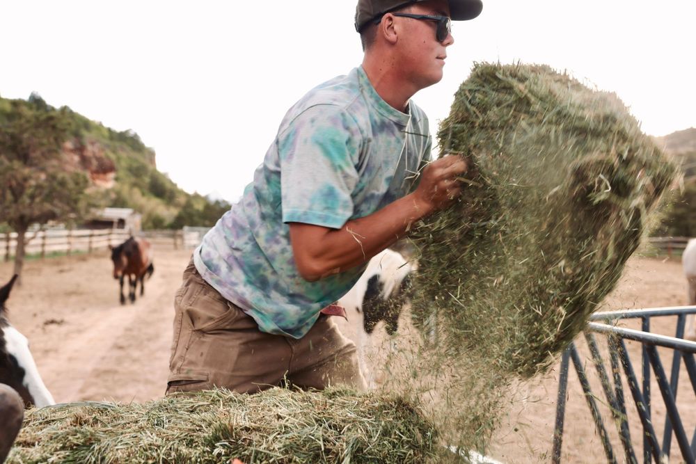 Person distributing hay bales to feed horses in an outdoor setting.