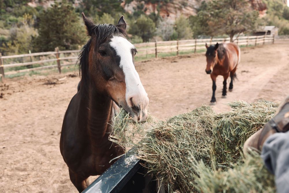 Brown and white horse eating hay from a feeder with another horse visible in the background.