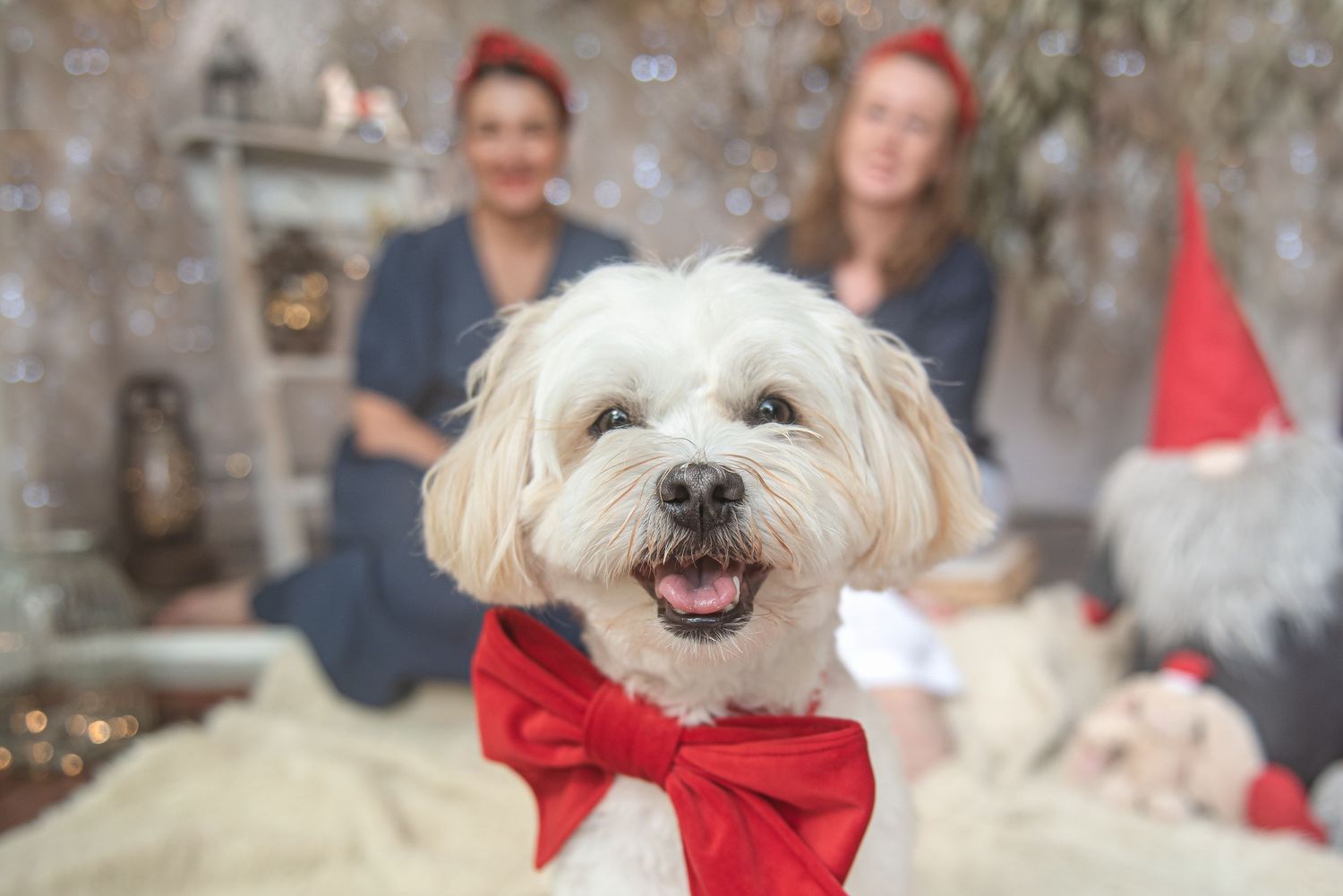 Small white fluffy dog wearing a red Christmas outfit smiles at the camera with holiday decorations in background.