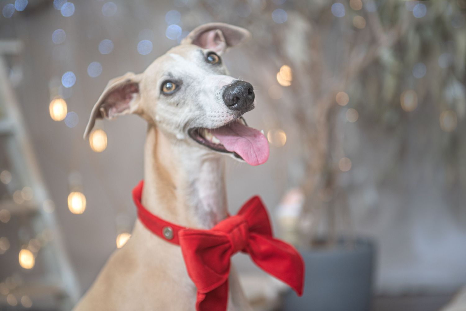 Dog wearing red bow tie sits in front of blurred holiday lights and decorations.