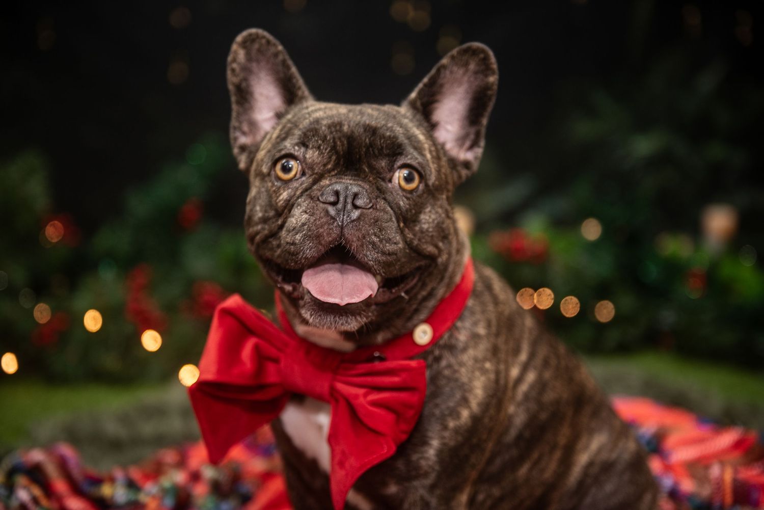 Brown French Bulldog wearing red bow tie smiles at camera with holiday lights in background.