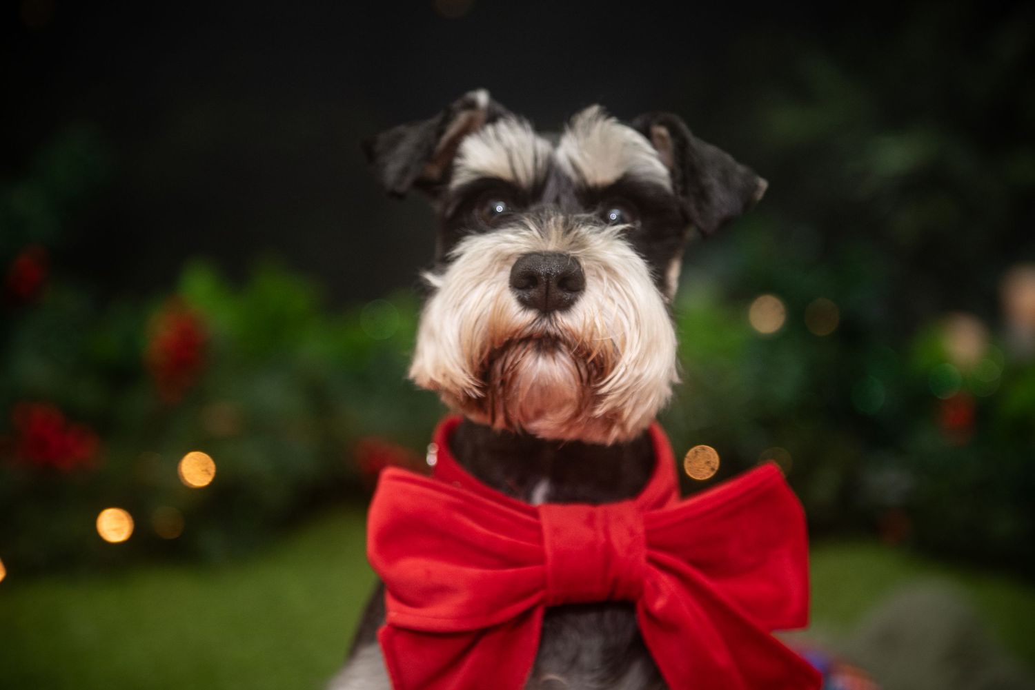 White dog with large red bow tie poses against dark background with holiday bokeh lights.