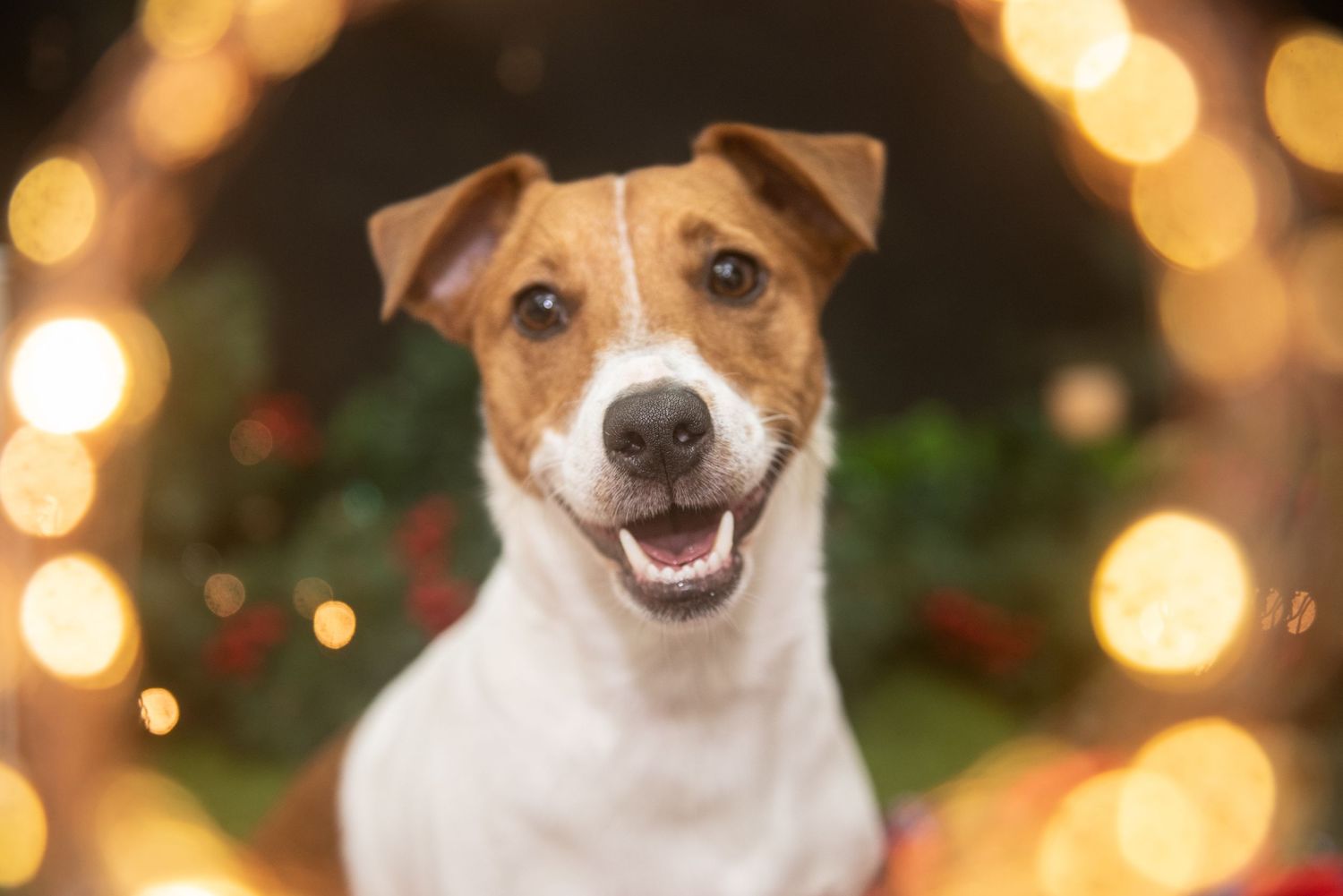 Jack Russell terrier with bright smile poses in front of warm holiday bokeh lights.