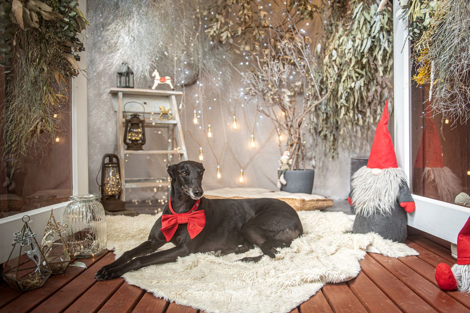 Dogs pose on wooden deck with snowy winter holiday decorations and twinkling lights.