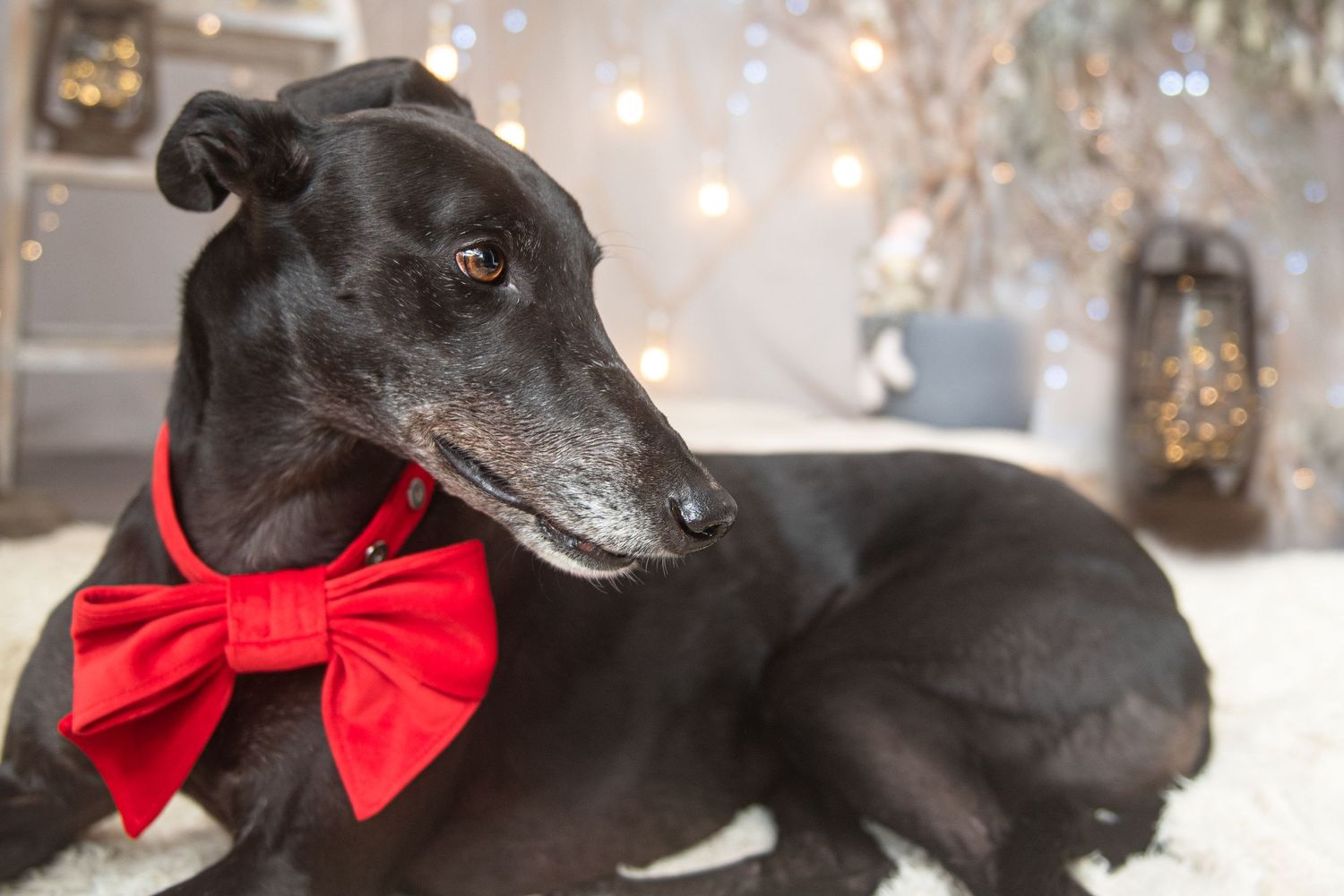 Black dogs wearing festive red bow ties pose together with bokeh lights in the background.