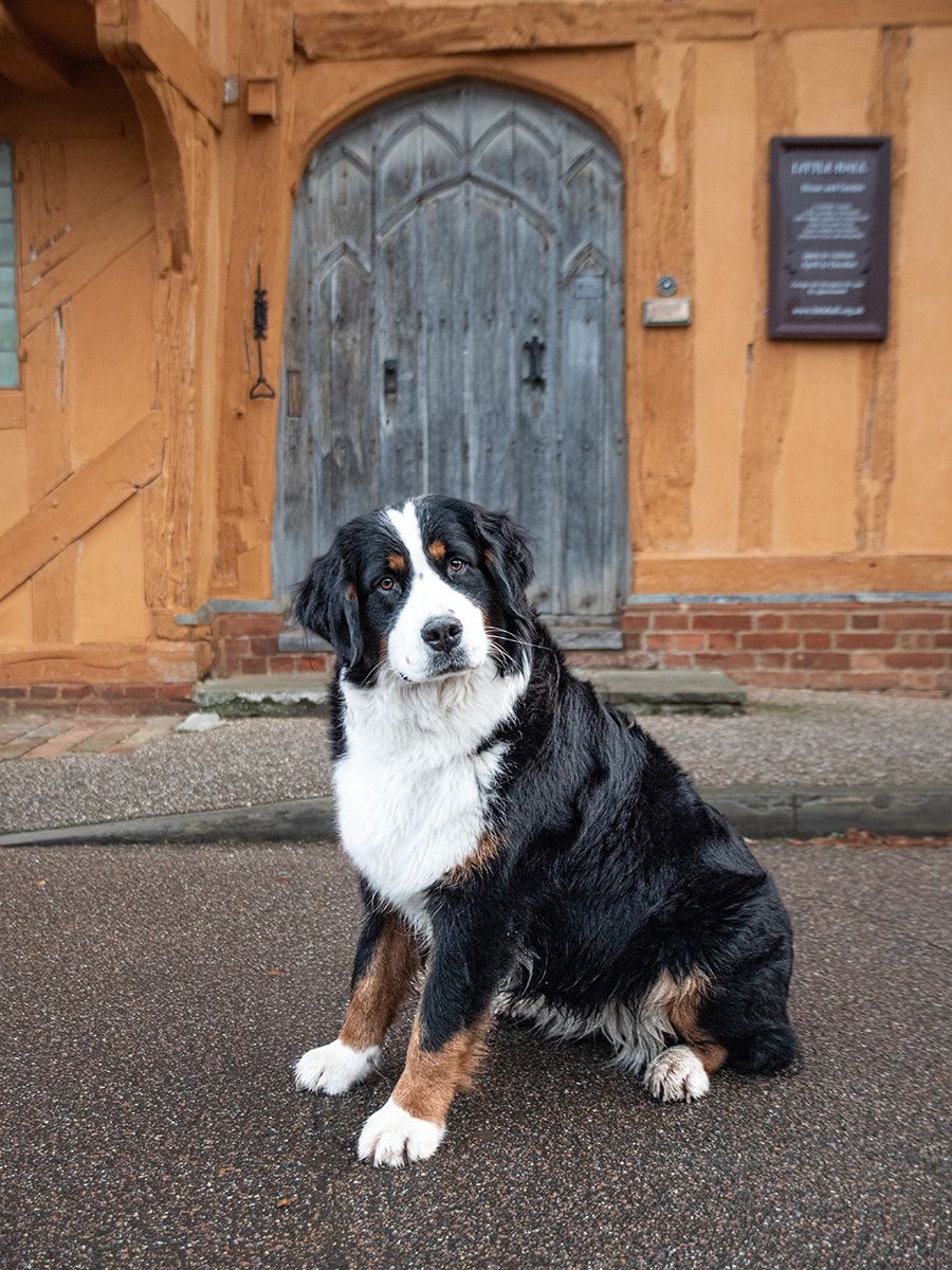 Bernese Mountain Dog, photographed by Claire Lumley of Allsceneimages Photography in Lavenham, Suffolk at Christmas time. Little Hall
